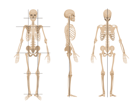 Tegnet illustrasjon skjelett, sett fra siden, fremifra og bakfra