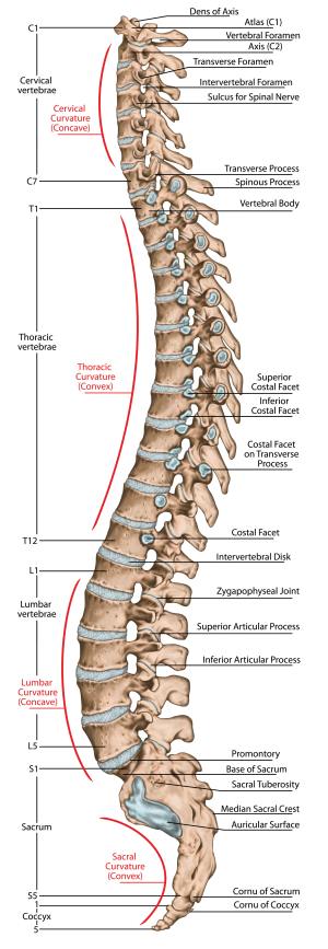 Tegnet Anatomisk ryggrad