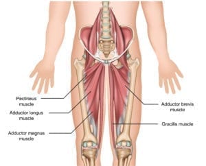 Anatomisk bilde Lyske