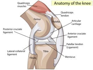 Anatomisk modell av kne